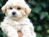 Maltipoo Yavrular