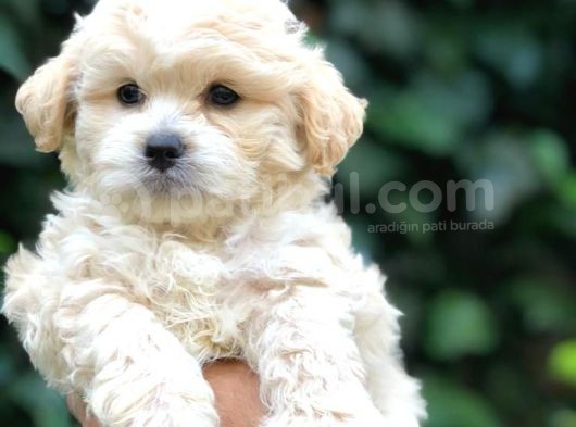 Maltipoo Yavrular görsel