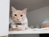 Yenimahallede Kayıp Erkek Kedi