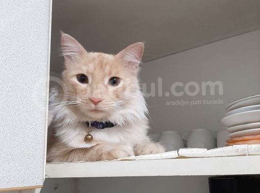 Yenimahallede Kayıp Erkek Kedi görsel