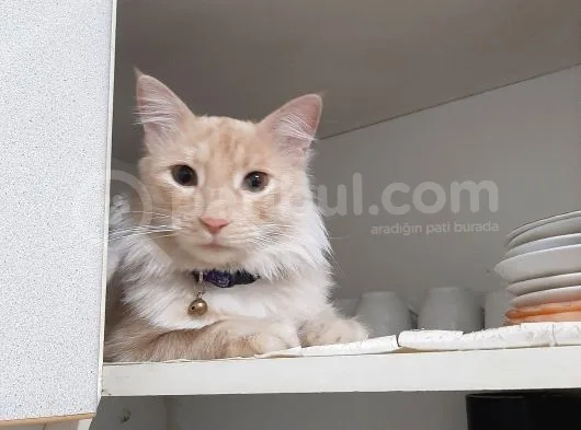 Yenimahallede Kayıp Erkek Kedi