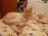 Yenimahallede Kayıp Erkek Kedi