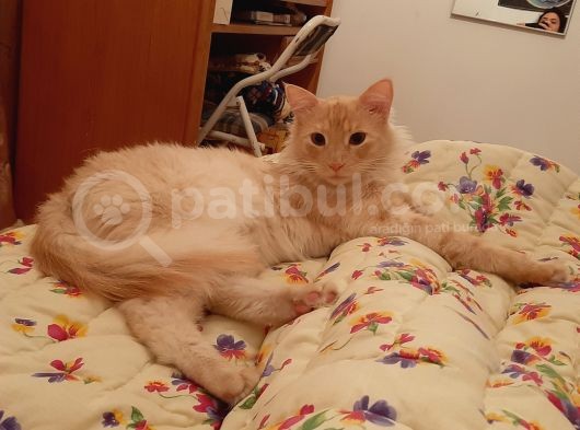 Yenimahallede Kayıp Erkek Kedi görsel