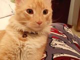Yenimahallede Kayıp Erkek Kedi