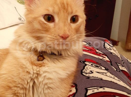 Yenimahallede Kayıp Erkek Kedi görsel