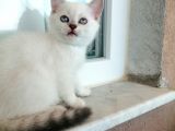 Scr Li Anne Babanın Güzellikleri