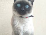 Muhteşem Siyam Yavrular Kedi Cinslerinin En Özel Irkı
