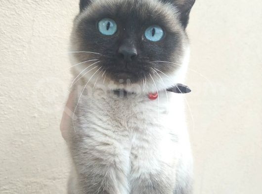 Muhteşem Siyam Yavrular Kedi Cinslerinin En Özel Irkı görsel