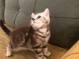 Tiger Tabby British Shorthair