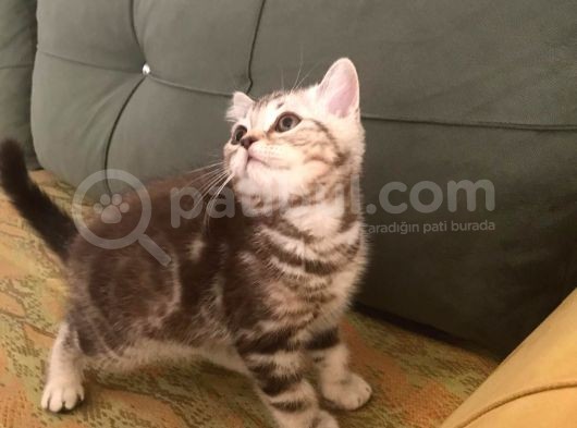 Tiger Tabby British Shorthair görsel