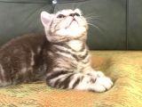 Tiger Tabby British Shorthair