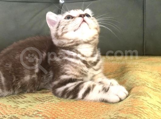 Tiger Tabby British Shorthair görsel