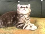 Tiger Tabby British Shorthair