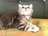 Tiger Tabby British Shorthair