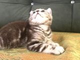 Tiger Tabby British Shorthair