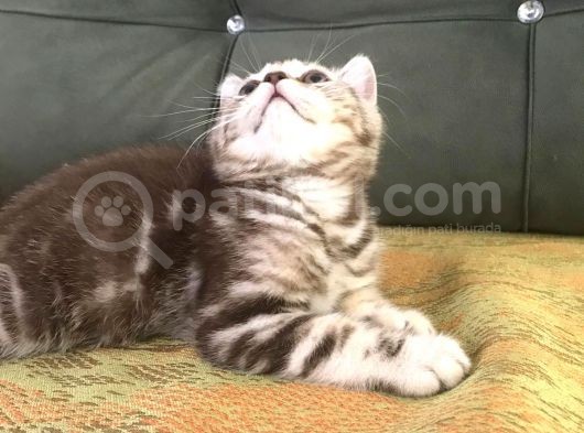 Tiger Tabby British Shorthair görsel