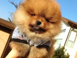 Orjinal Pomeranian Boo Yavrularımız     