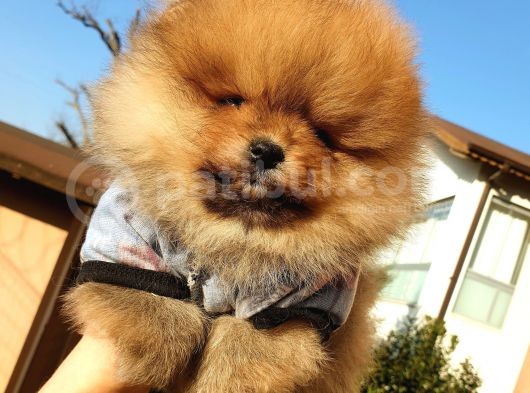 Orjinal Pomeranian Boo Yavrularımız      görsel