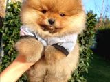 Orjinal Pomeranian Boo Yavrularımız     