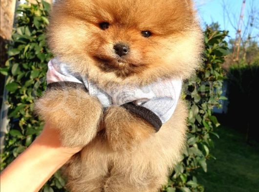 Orjinal Pomeranian Boo Yavrularımız      görsel