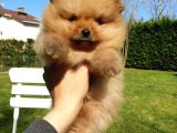 Orjinal Pomeranian Boo Yavrularımız     