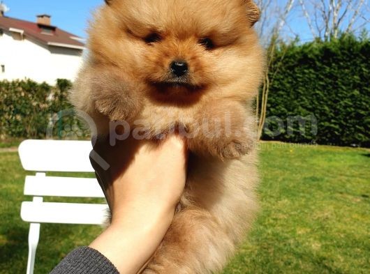 Orjinal Pomeranian Boo Yavrularımız      görsel