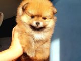 Orjinal Pomeranian Boo Yavrularımız     