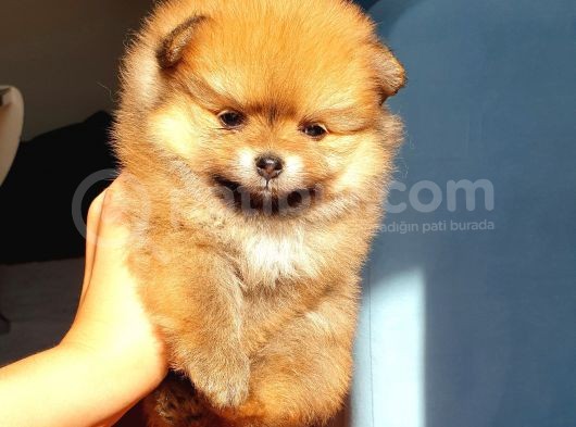 Orjinal Pomeranian Boo Yavrularımız      görsel
