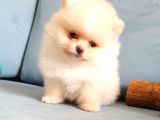 Pomeranian Boo Yavrularımız