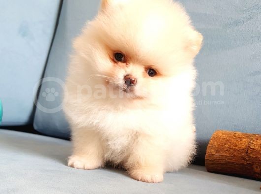 Pomeranian Boo Yavrularımız görsel