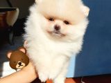 Orjinal Pomeranian Boo Yavrularımız     