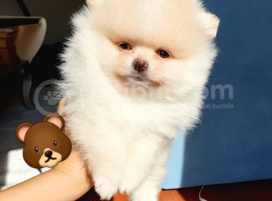 Orjinal Pomeranian Boo Yavrularımız      görsel
