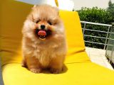 Pomeranian Boo Yavrularımız