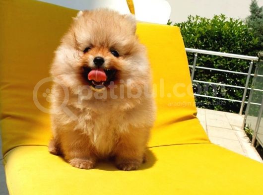 Pomeranian Boo Yavrularımız görsel