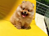 Pomeranian Boo Yavrularımız