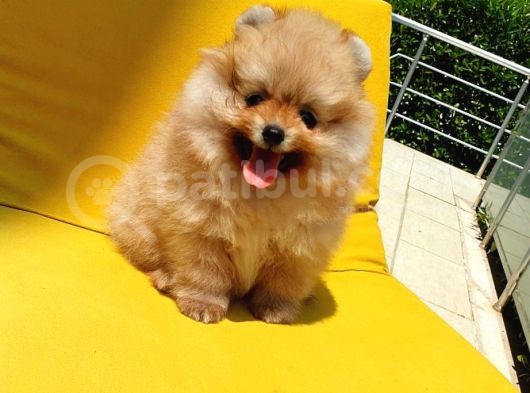 Pomeranian Boo Yavrularımız görsel