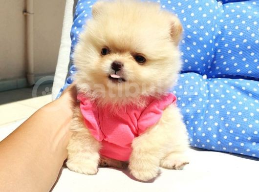 Orjinal Pomeranian Boo Yavrularımız      görsel