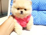 Orjinal Pomeranian Boo Yavrularımız     