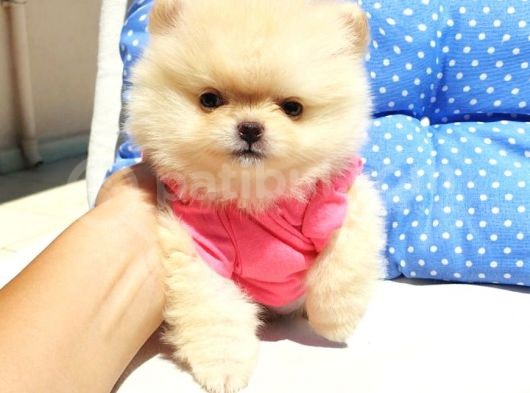 Orjinal Pomeranian Boo Yavrularımız      görsel