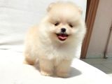Pomeranian Boo Yavrularımız