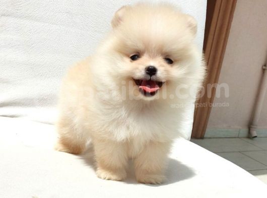 Pomeranian Boo Yavrularımız görsel