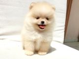 Pomeranian Boo Yavrularımız