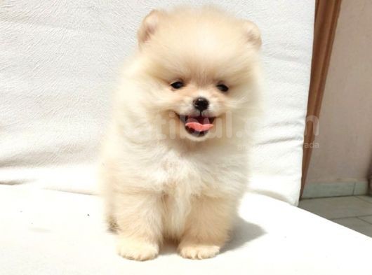 Pomeranian Boo Yavrularımız görsel