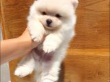 Orjinal Pomeranian Boo Yavrularımız     