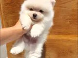 Orjinal Pomeranian Boo Yavrularımız     