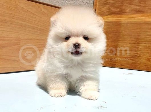 Pomeranian Boo Yavrularımız görsel