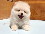 Pomeranian Boo Yavrularımız