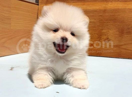 Pomeranian Boo Yavrularımız görsel