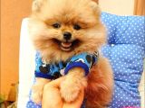 Pomeranian Boo Yavrularımız