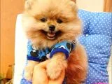 Pomeranian Boo Yavrularımız